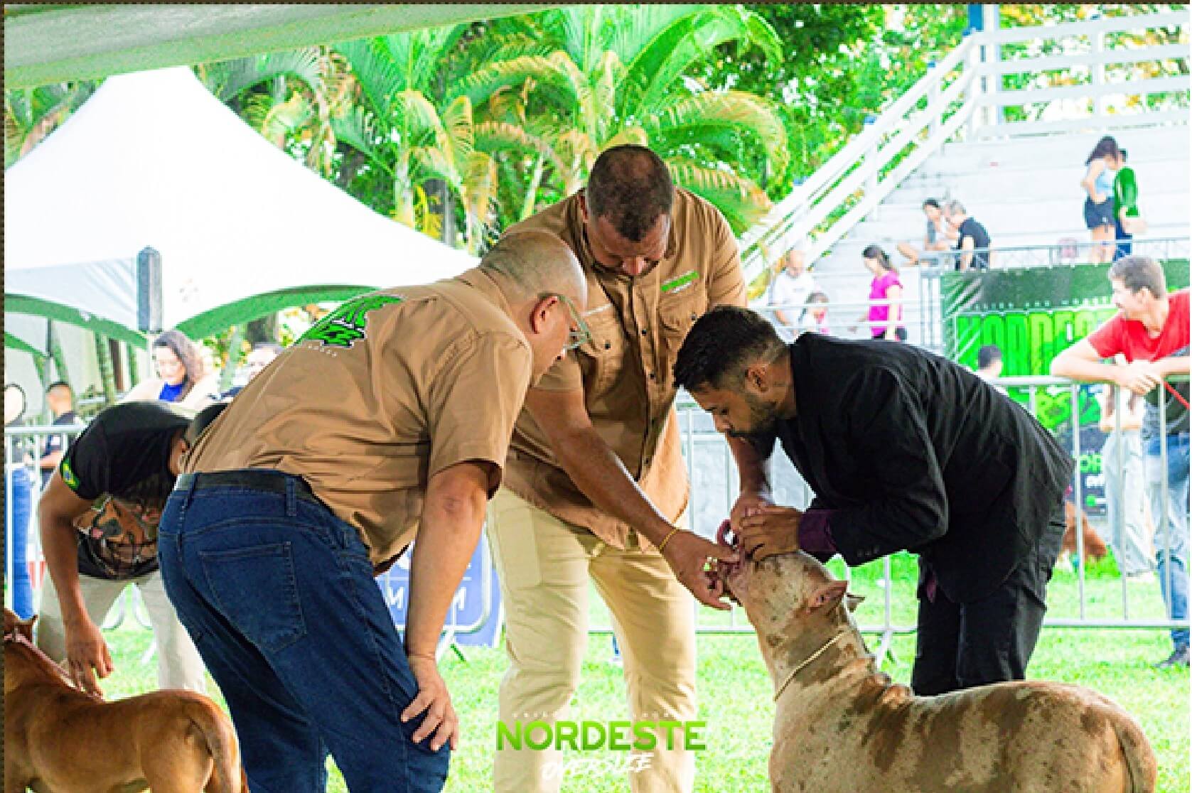 Nordeste Oversize Outubro C